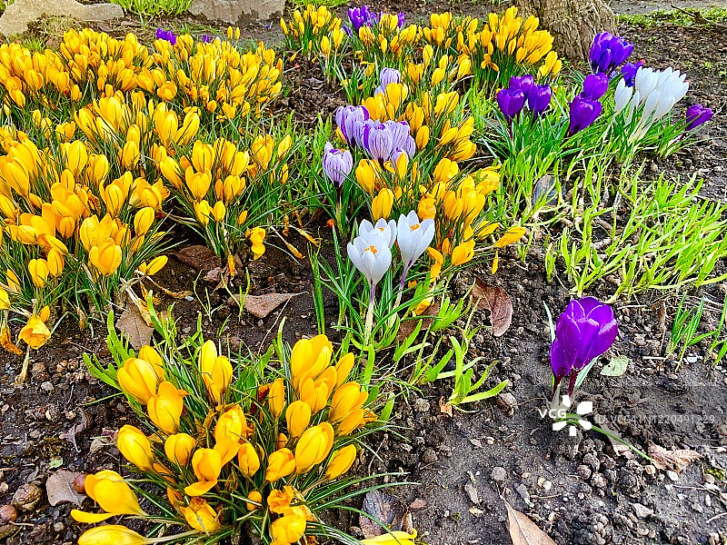 番红花图片素材