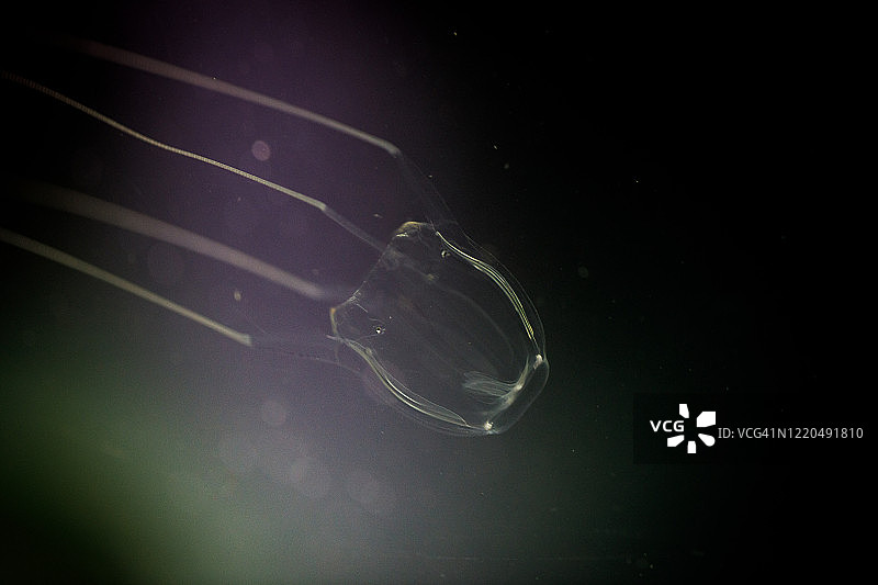 黑色背景下的箱形水母图片素材