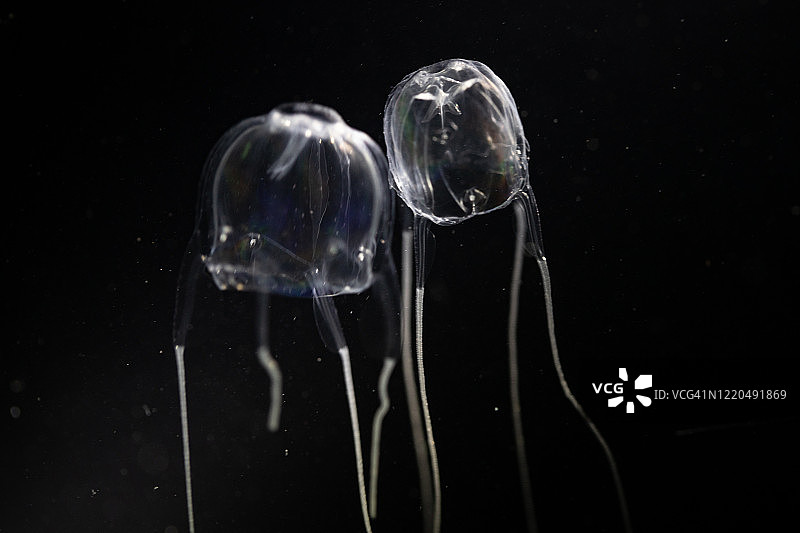 黑色背景下的箱形水母图片素材