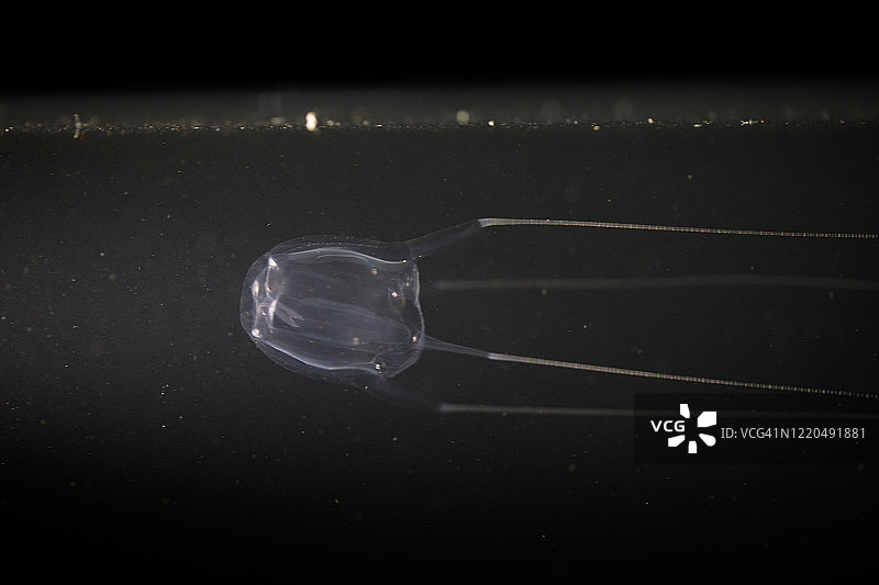 澳大利亚箱形水母图片素材