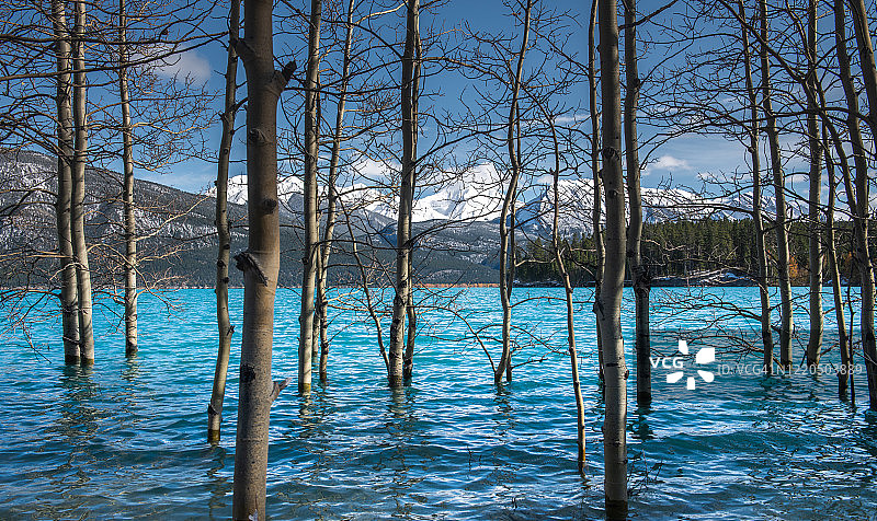 亚伯拉罕湖的森林树干图片素材