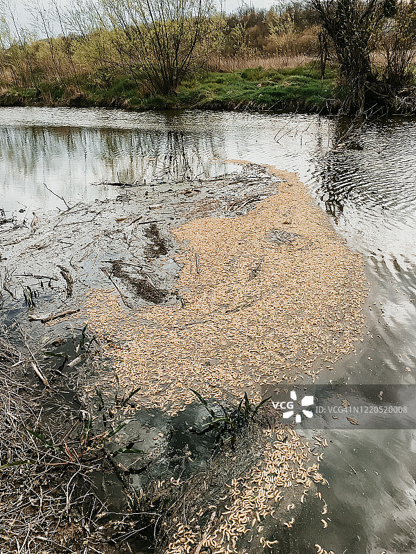 河岸和水中的大量垃圾图片素材