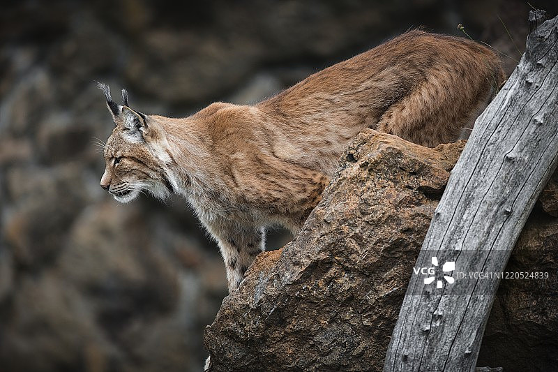 北方猞猁，卡巴尔塞诺图片素材