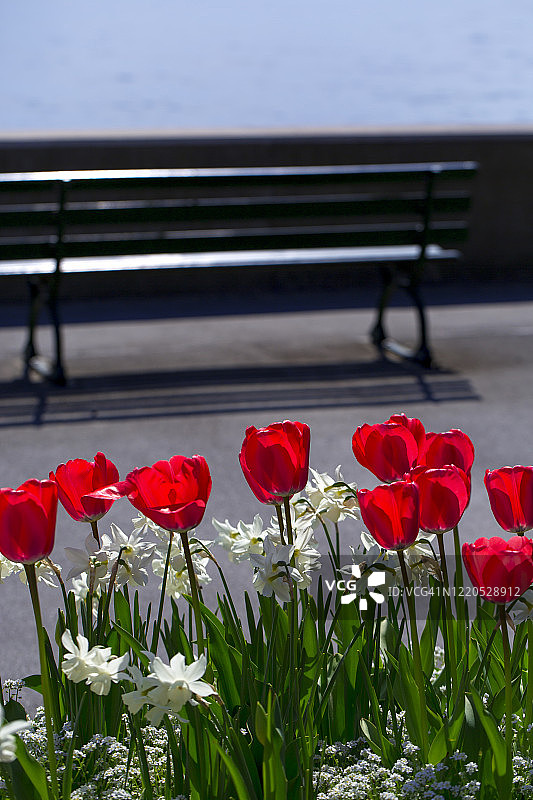 俯瞰湖面的彩色郁金香和长椅图片素材