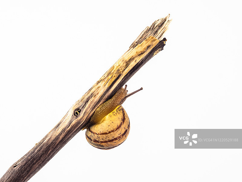 白色背景上，蜗牛爬上树枝图片素材