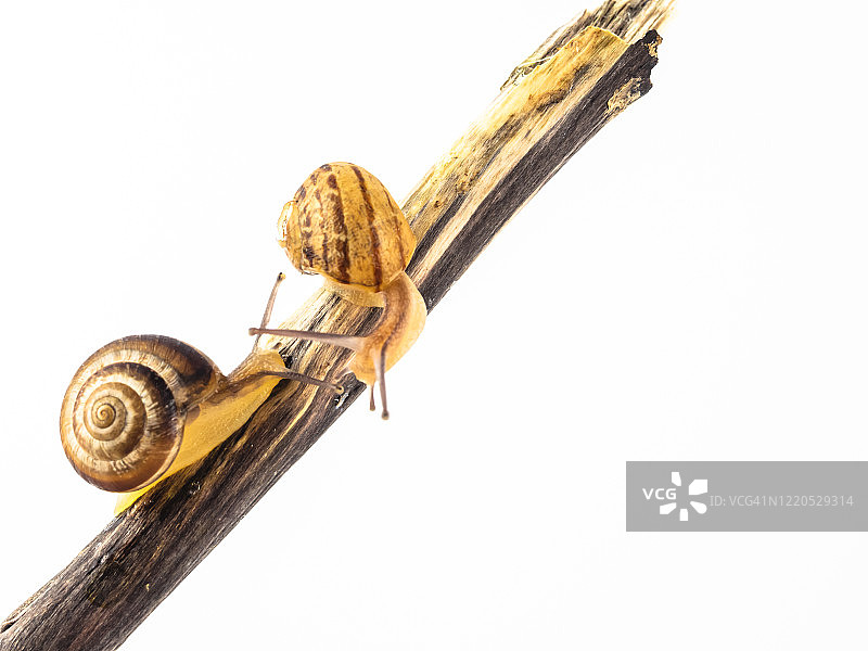 白色背景下攀爬树枝的蜗牛图片素材
