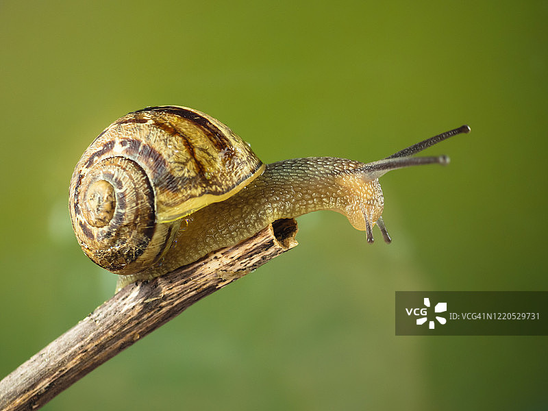 绿背景下的蜗牛爬枝图片素材