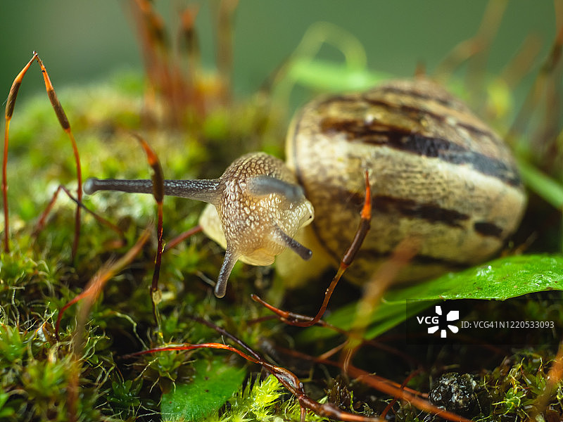 苔藓上的蜗牛图片素材