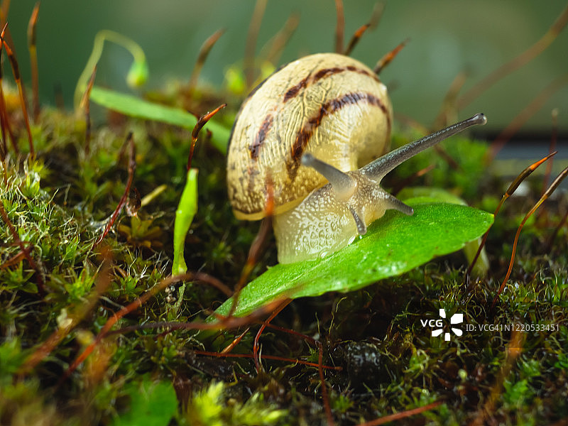 苔藓上的蜗牛图片素材