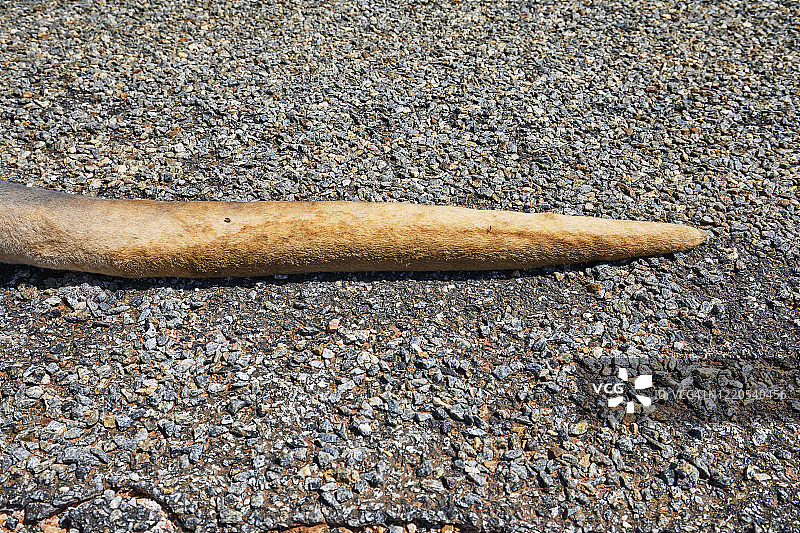 红袋鼠尾巴特写，乡村公路上的死亡红袋鼠，澳大利亚乡村的道路杀戮图片素材