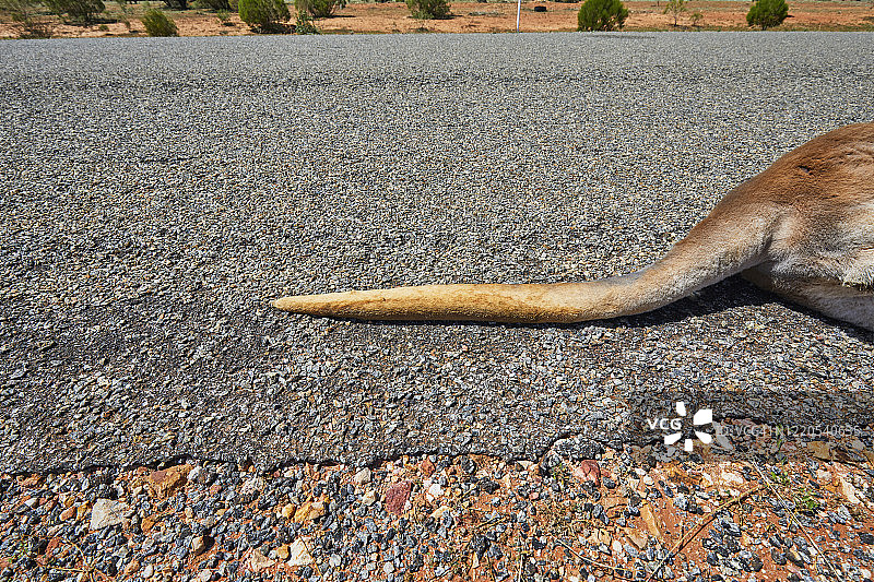 红袋鼠尾巴特写，乡村公路上的死亡红袋鼠，澳大利亚乡村的道路杀戮图片素材