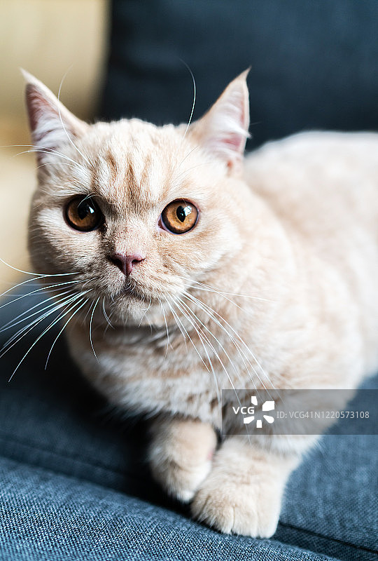 一只曼基康矮脚猫图片素材