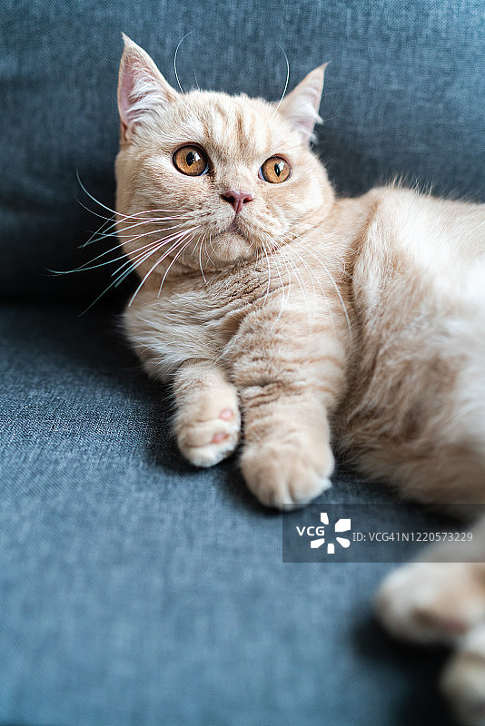 一只曼基康矮脚猫图片素材