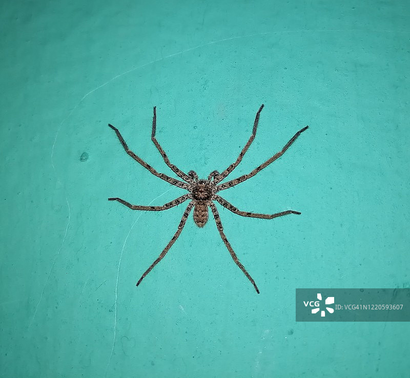 巨型灰色猎人蛛图片素材