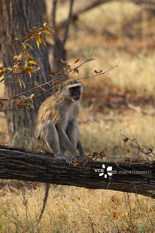 Vervet猴图片素材