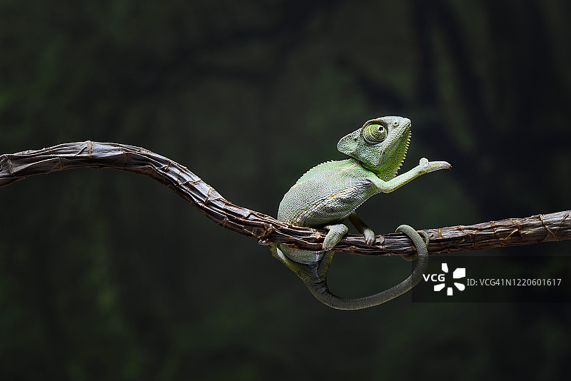 壁虎：很高兴见到你图片素材