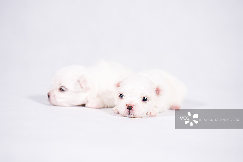 玩赏犬马尔济斯犬，马尔济斯幼犬在白色背景上睡觉图片素材