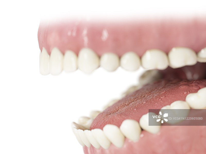 人类牙齿插图图片素材