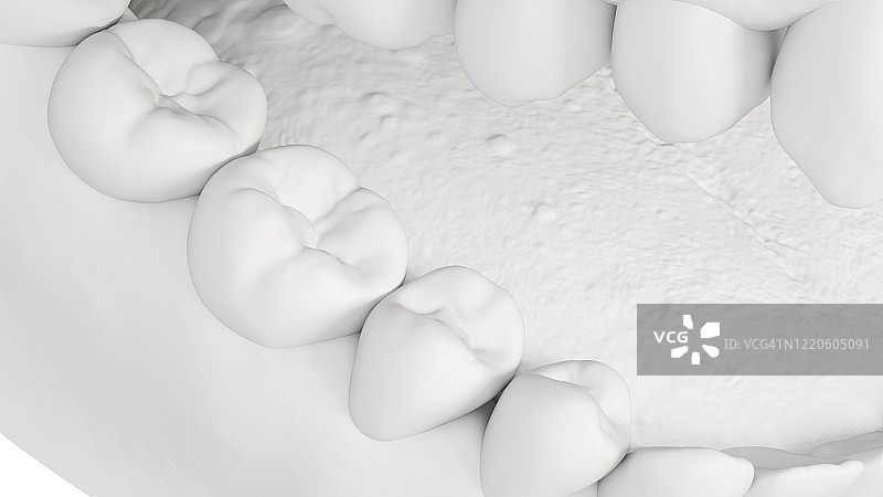 人类牙齿插图图片素材