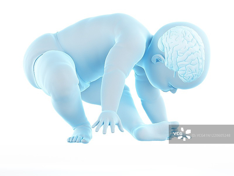 婴儿的大脑，插图图片素材