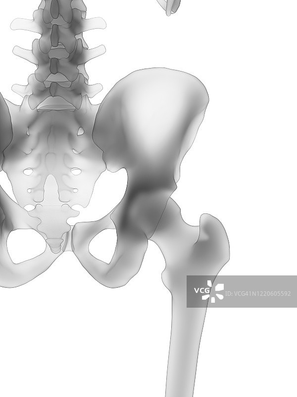 髋骨插画图片素材