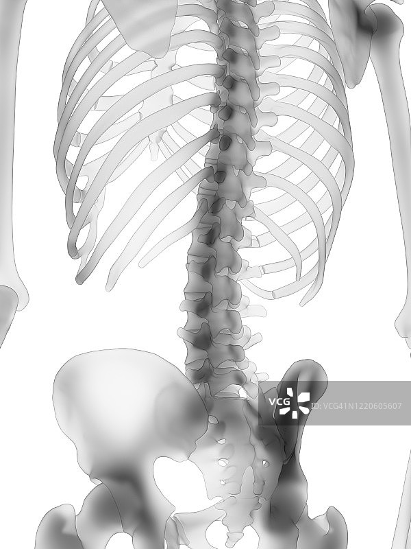 脊柱插图图片素材