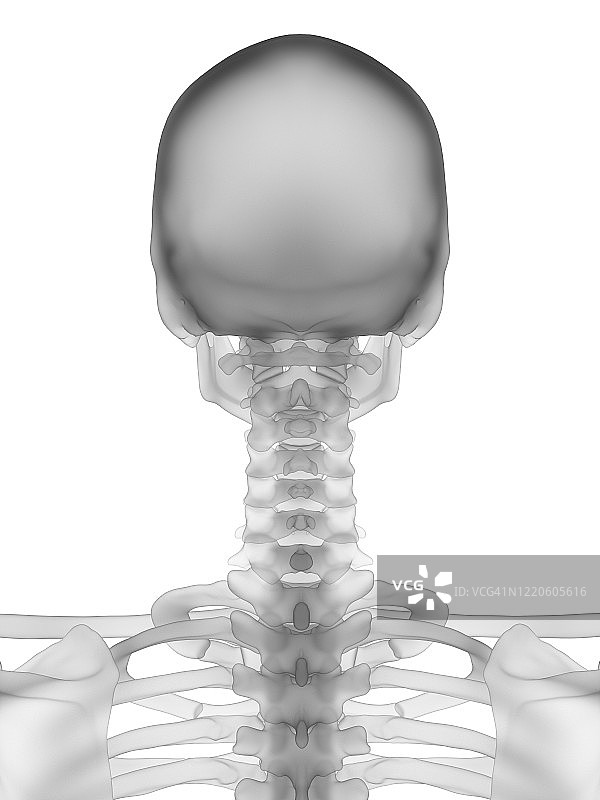 脖子的骨头,插图图片素材