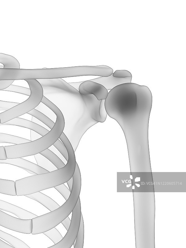 肩胛骨插图图片素材