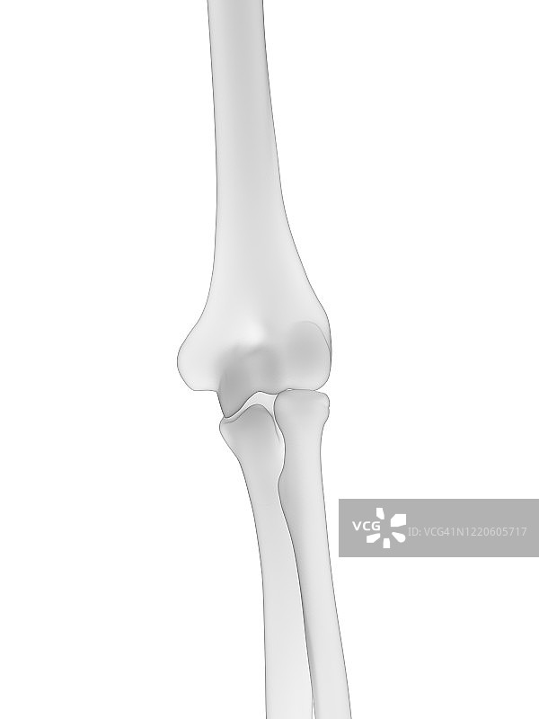 肘部骨骼图图片素材