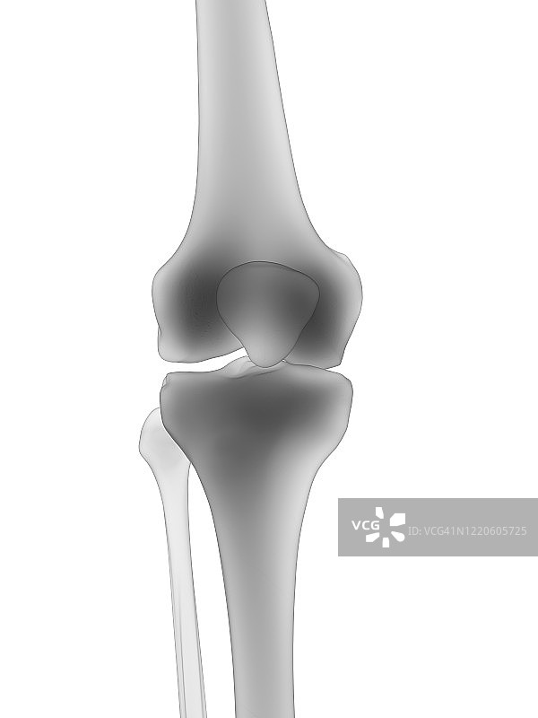 膝盖骨骼插图图片素材
