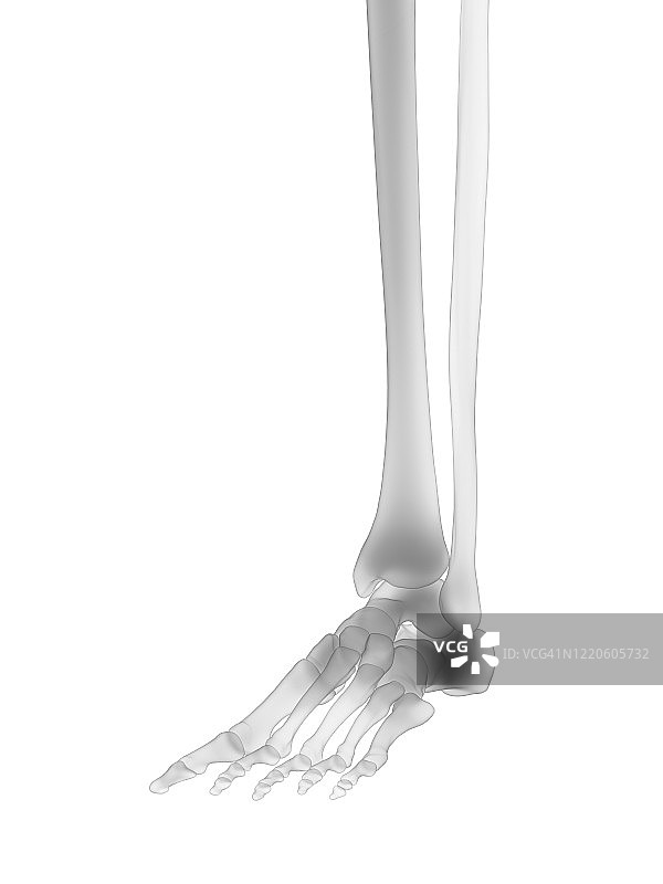 足部骨骼图图片素材