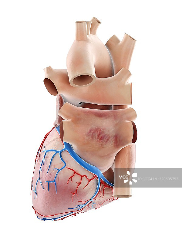 人类的心,说明图片素材