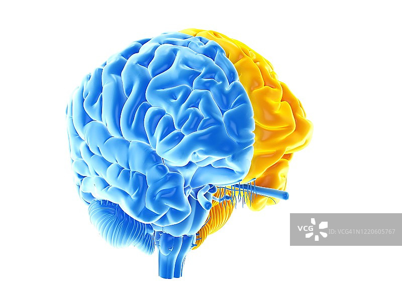 大脑半球插画图片素材