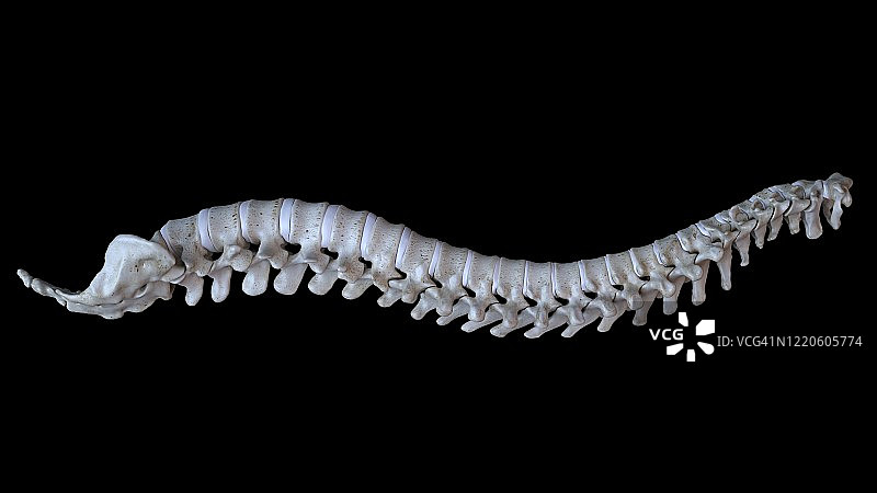 人类的脊椎,插图图片素材