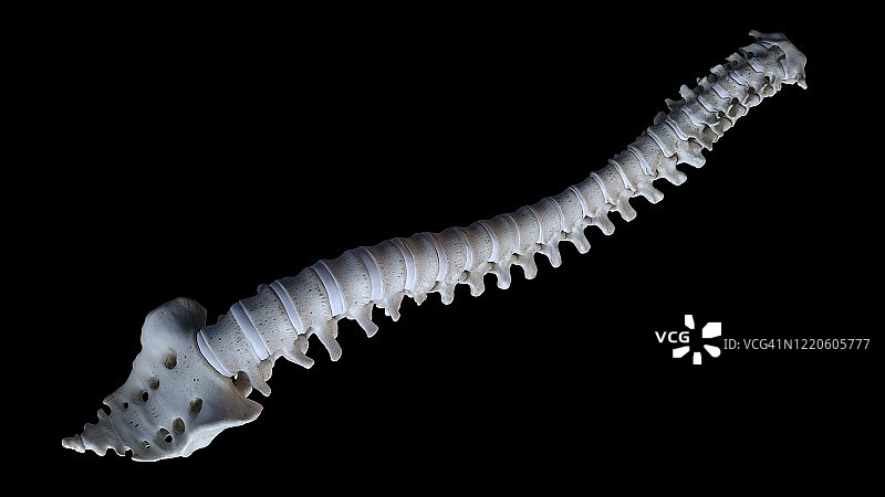 人类的脊椎,插图图片素材