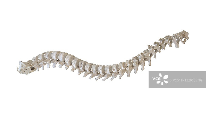 人类的脊椎,插图图片素材