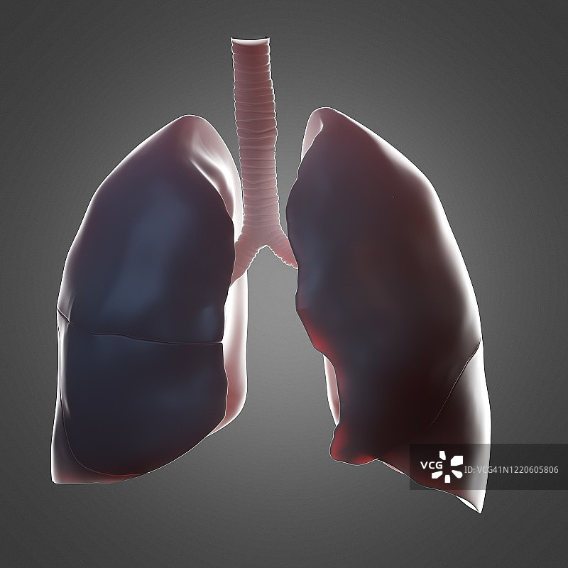 人类肺部插图图片素材