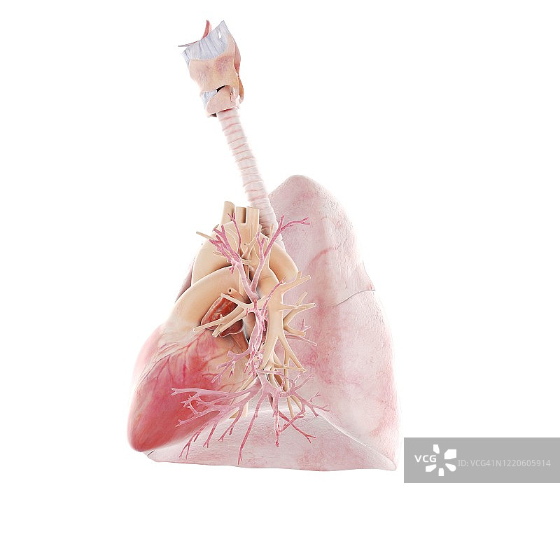 心脏和肺部插图图片素材
