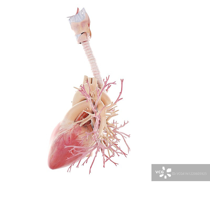 心脏与支气管插图图片素材