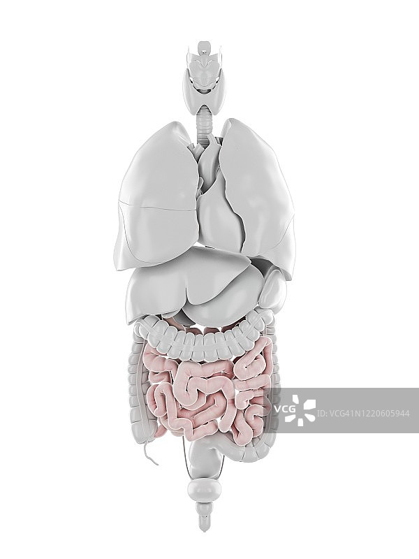 小肠、插图图片素材