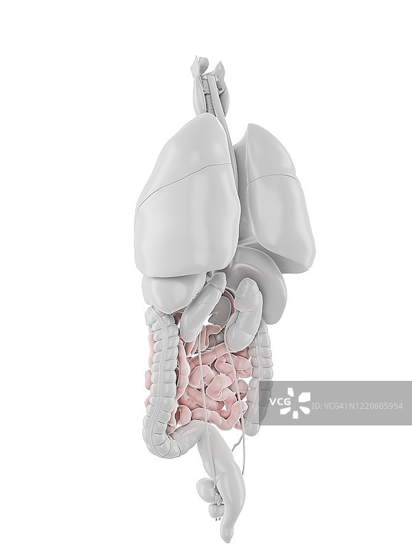 小肠、插图图片素材