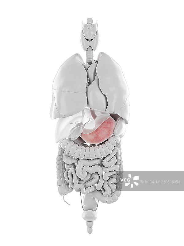 胃和食道图示图片素材