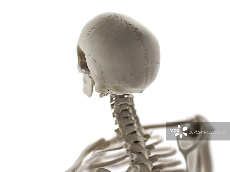 骨骼颈部和头骨，插图图片素材