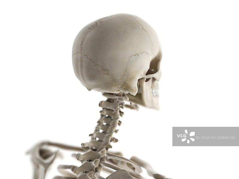 骨骼颈部和头骨，插图图片素材