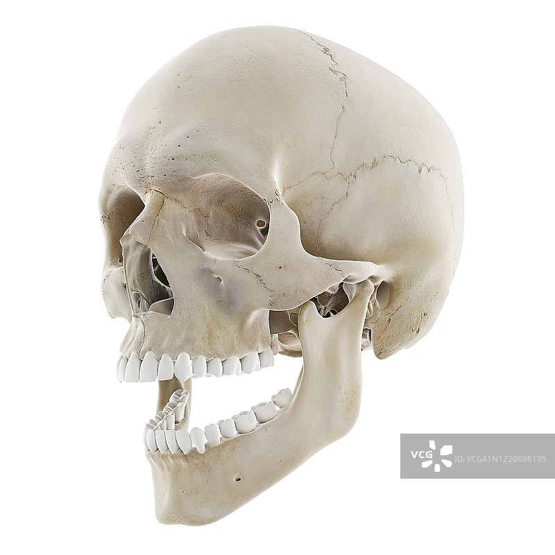 张开下颚的骷髅插图图片素材