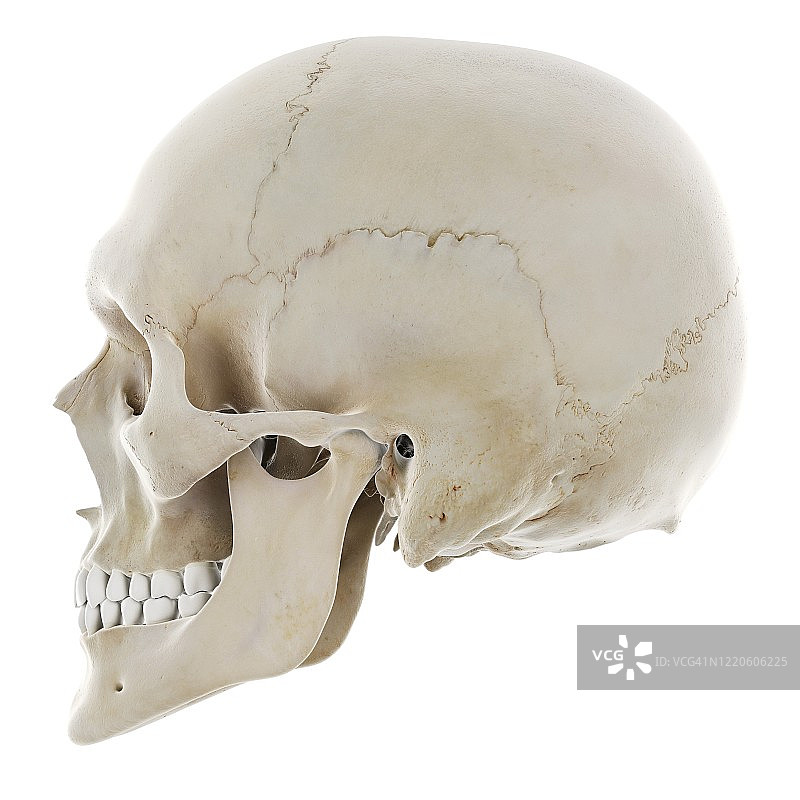 人类的头骨,插图图片素材