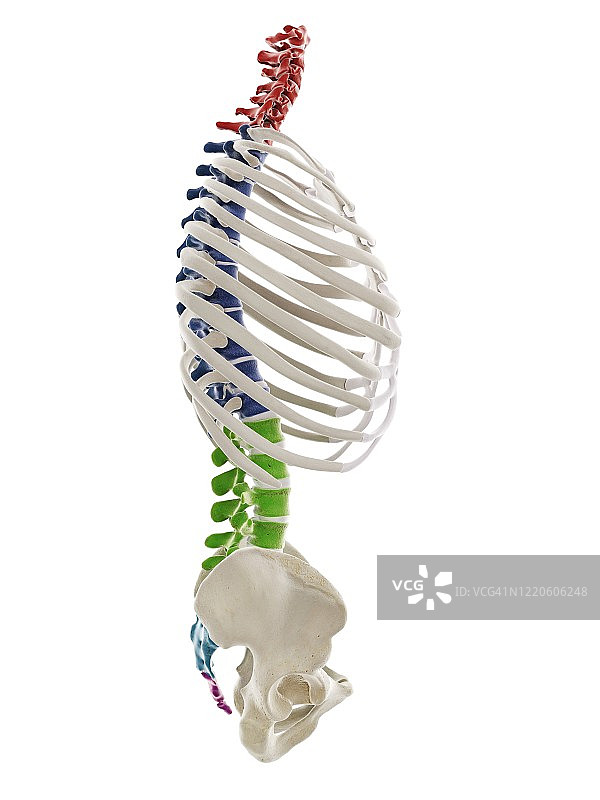 人体脊柱节段插图图片素材