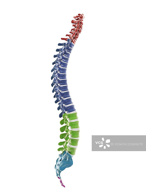 人体脊柱节段插图图片素材