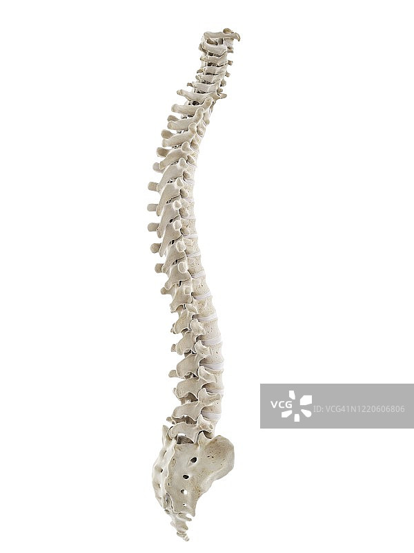 健康的人体脊柱插图图片素材
