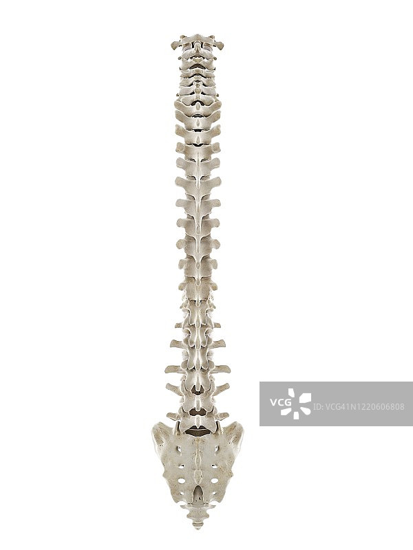 健康的人体脊柱插图图片素材